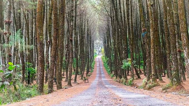 Menjelajahi Pesona Rimba Pinus Kragilan